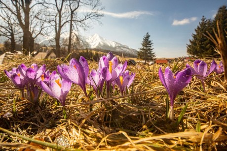 Šafrány - Foto Jozef Pitoňák 0424 (2)