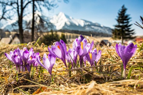 Šafrány - Foto Jozef Pitoňák 0424 (10)