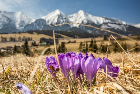 Šafrány - Foto Jozef Pitoňák 0424 (13)