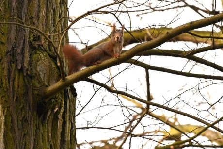 Veverka obecná - Sciurus vulgaris - Foto Marie Žďánská 0424 (1)