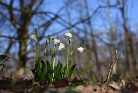 Poslové jara - Foto Marie Vykydalová 0224 (4)
