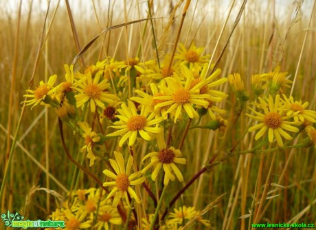 Starček přímětník - Senecio jacobaea - Foto Pavel Stančík