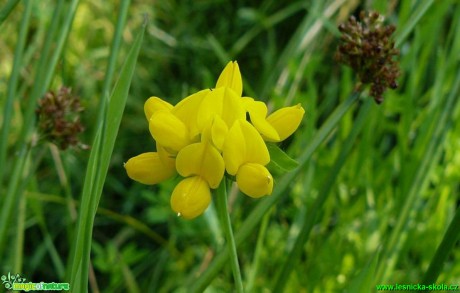 Štírovník bažinný - Lotus uliginosus - Foto Pavel Stančík