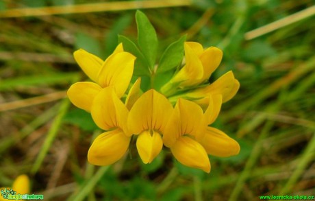 Štírovník růžkatý - Lotus corniculatus - Foto Pavel Stančík