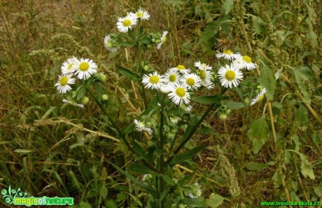 Turan roční - Erigeron annuus - Foto Pavel Stančík