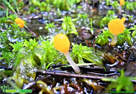 Čapulka bahenní - Mitrula paludosa 1 - Foto Robert Kopecký