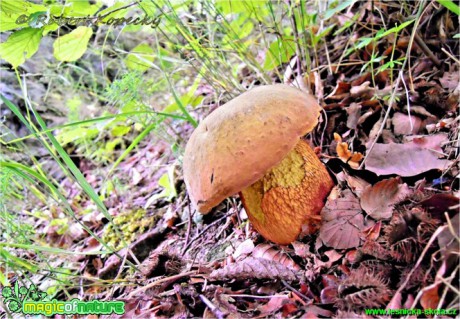 Hřib koloděj - Boletus luridus - Foto Robert Kopecký