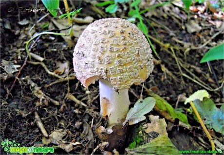 Muchomůrka růžovka - Amanita rubescens - Foto Robert Kopecký