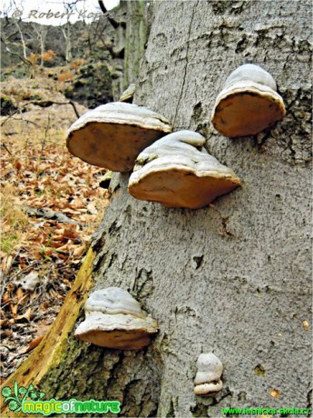 Troudnatec kopytovitý - Fomes fomentarius - Foto Robert Kopecký