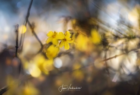 Časné jaro - Foto Jana Vondráčková 0224 (3)