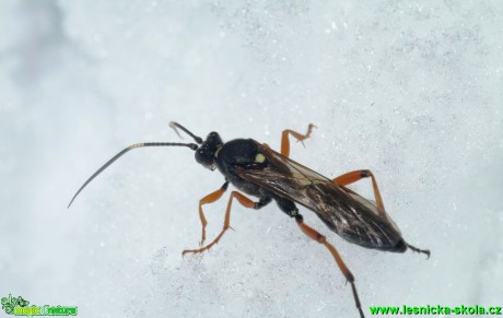 Lumek - Ichneumon 15mm - Foto G. Ritschel