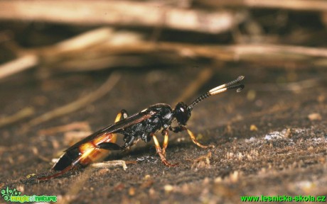 Lumek-Ichneumon stramentarius - Foto G. Ritschel