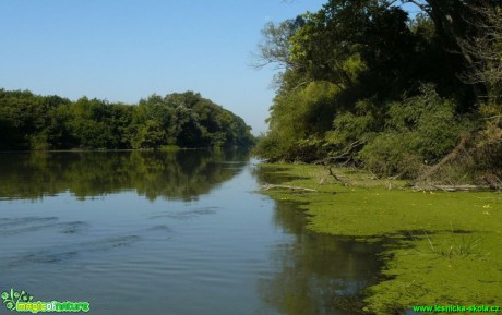 Malý Dunaj - slovenská Amazonie - Foto Pavel Stančík