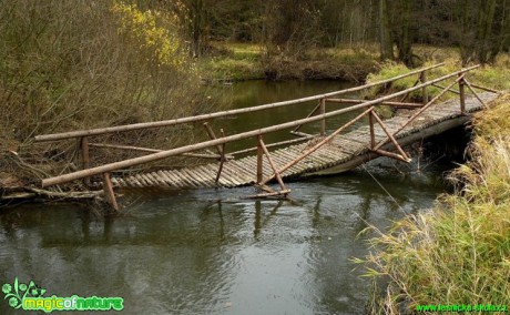 Zřícená lávka - řeka Ploučnice - Foto Pavel Stančík