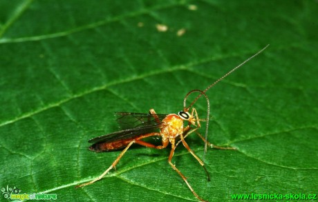 Lumek-Netelia testaceus (1) - Foto G. Ritschel