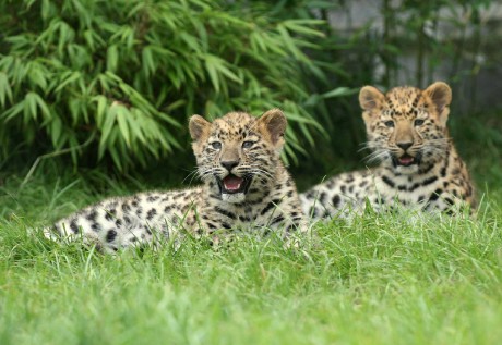 Levharti -  ZOO Ústí nad Labem - Foto Angelika Špicarová 0924