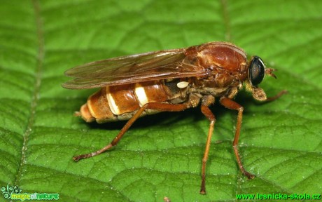 Moucha - Coenomyia ferruginea 18mm - Foto G. Ritschel