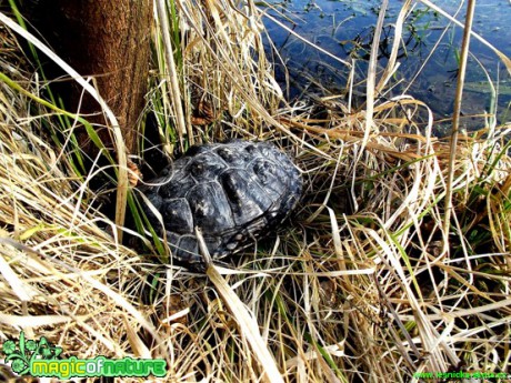 Želva ve volné přírodě - zatopený lom - Foto Jakub Gregor (1)