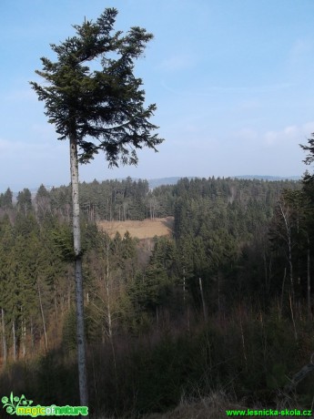 Strom ošlehaný větrem - Foto Jakub Gregor