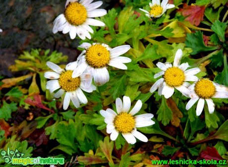 kopretina alpská - Chrysanthemum alpinum - Foto David Hlinka