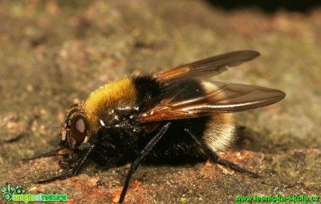 Moucha - Mistacea mesembrina - Foto G. Ritschel