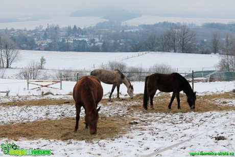 Zimní pastva - Foto Radim Váňa (1)