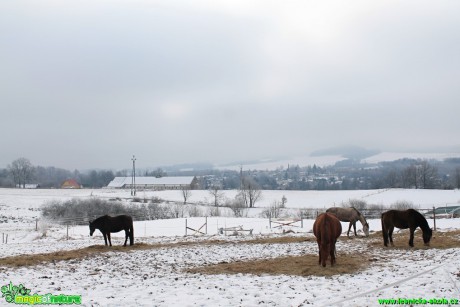 Zimní pastva - Foto Radim Váňa