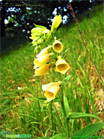 Náprstník velkokvětý - Digitalis grandiflora - Foto Robert Kopecký (1)