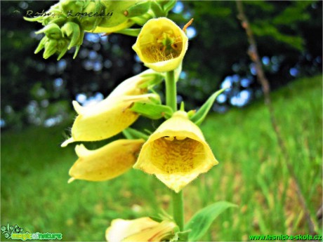 Náprstník velkokvětý - Digitalis grandiflora - Foto Robert Kopecký (2)