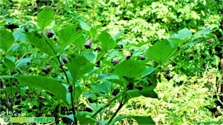 Rulík zlomocný - Atropa bella-donna - Foto Robert Kopecký