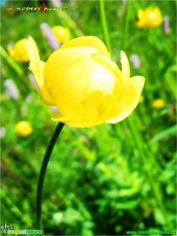 Úpolín evropský - Trollius europaeus - Foto Robert Kopecký