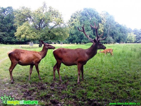 Jelen lesní - Cervus elaphus - Foto Michaela Petrová