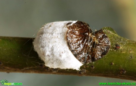 Mšice - Pulvinaria vitis 10mm - Foto G. Ritschel