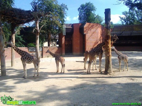 Žirafy - Foto Michaela Petrová