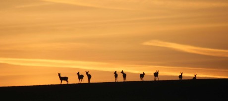 Srnčí - Foto Ladislav Jonák 0325