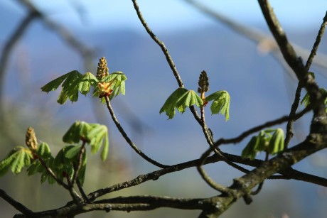 Jarní jírovec - Foto Ladislav Jonák 0425
