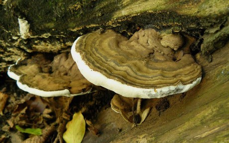 Lesklokorka ploská - Ganoderma applanatum - Foto Pavel Stančík 0425 (1)