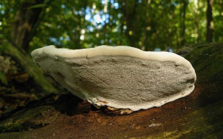 Lesklokorka ploská - Ganoderma applanatum - Foto Pavel Stančík 0425