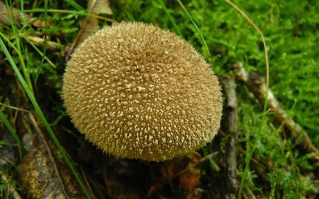 Pýchavka huňatá - Lycoperdon umbrinum - Foto Pavel Stančík 0425
