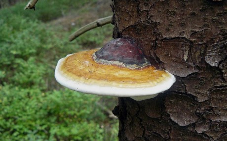 Troudnatec pásovaný - Fomitopsis pinicola - Foto Pavel Stančík 0425