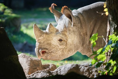 Zoo Dvůr Králové - Foto Jana Ježková 1024 (2)