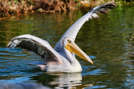 Zoo Dvůr Králové - Foto Jana Ježková 1024