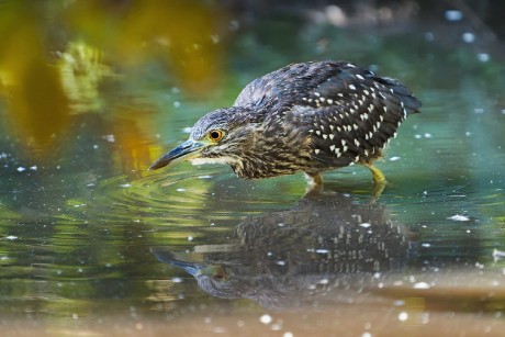 Zoo Dvůr Králové - Kvakoš - Foto Jana Ježková 1024
