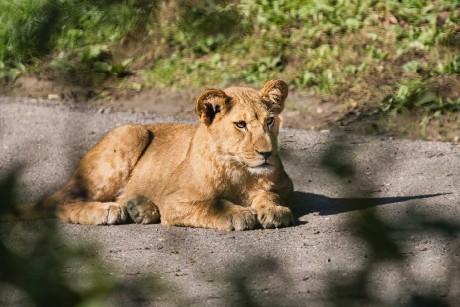 Zoo Dvůr Králové - Lev berberský - Foto Jana Ježková 1024 (1)