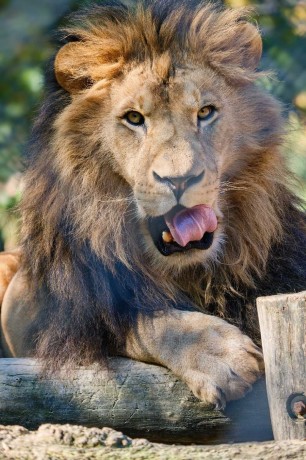 Zoo Dvůr Králové - Lev berberský - Foto Jana Ježková 1024