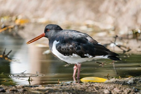 Zoo Dvůr Králové - Ústřičník - Foto Jana Ježková 1024