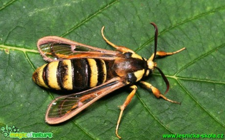 Nesytka sršňová - Sesia apiformis - Foto G. Ritschel