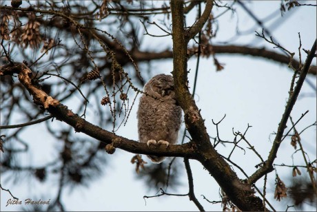 Malí puštíci - Foto Jitka Havlová 0625 (2)