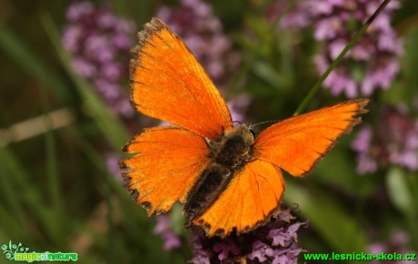 Ohniváček celíkový - Lycaena virgaureae, sameček - Foto G. Ritschel