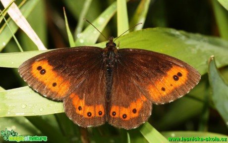 Okáč černohnědý - Erebia ligea - Foto G. Ritschel